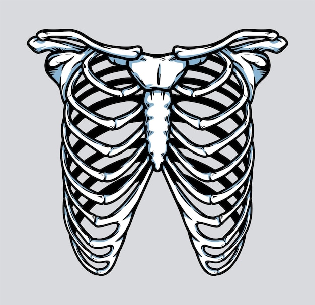 Ilustración de anatomía de la caja torácica del esqueleto humano