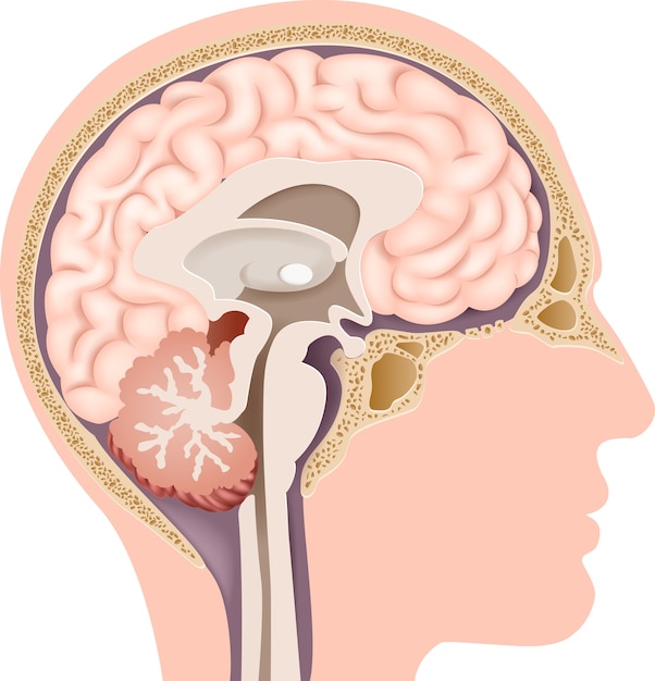 Vector ilustración de la anatomía del cerebro interno humano