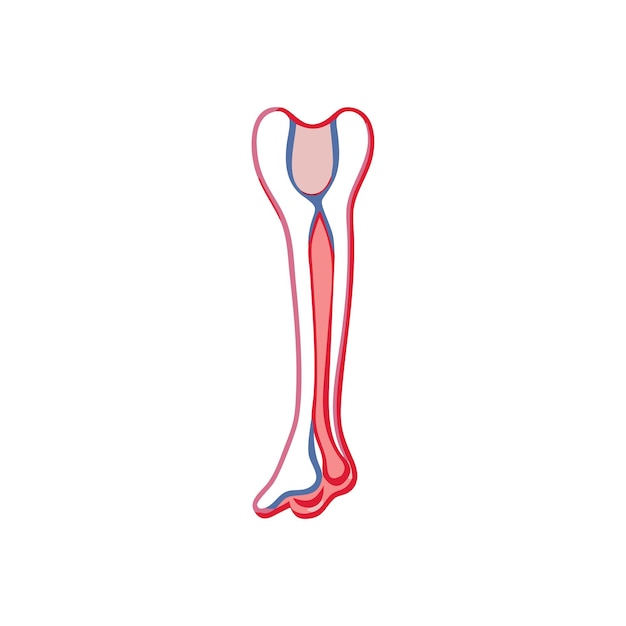 Ilustración de la anatomía en la ciencia médica