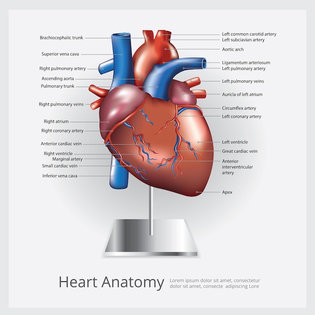 Vector ilustración de anatomía del corazón