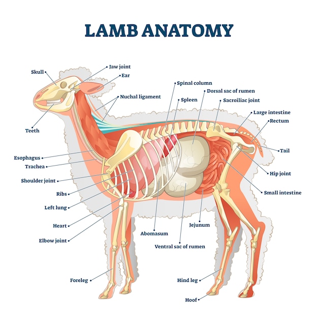 Ilustración de anatomía de cordero. estructura educativa del órgano interno  etiquetada | Vector Premium
