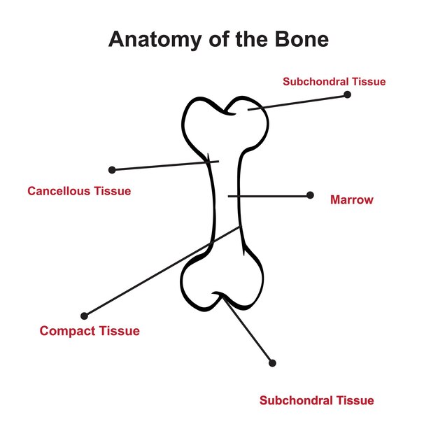 Vector ilustración de la anatomía del hueso