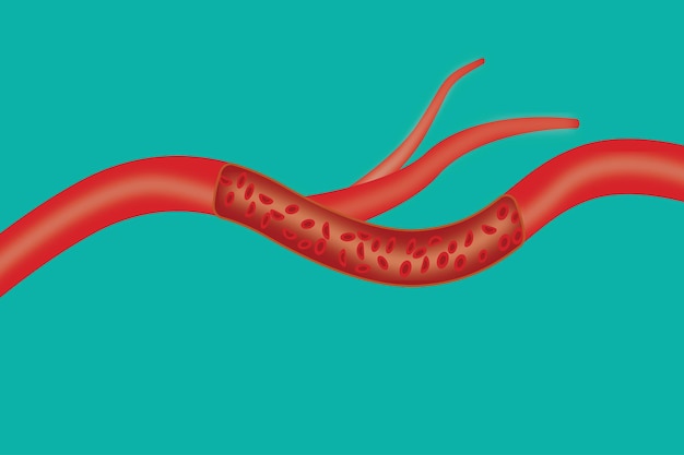 Ilustración de anatomía médica de los glóbulos rojos que fluyen a través de una arteria humana