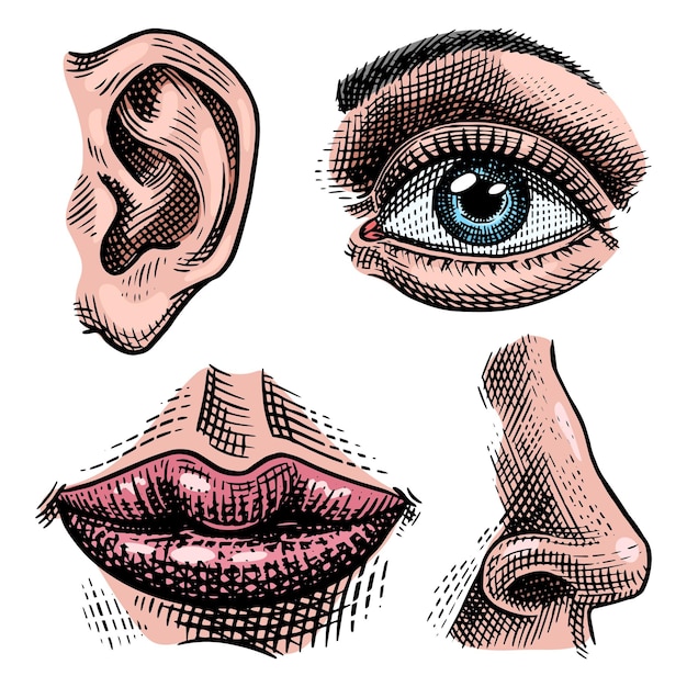 Ilustración de anatomía de órganos cara detallada beso o labios y oído ojo o vista mirada con nariz humana