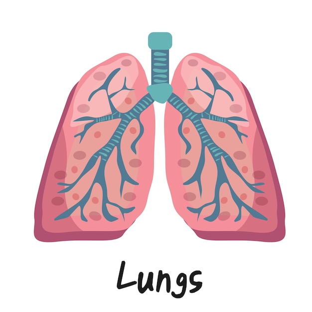 Ilustración de anatomía de pulmones humanos de vector