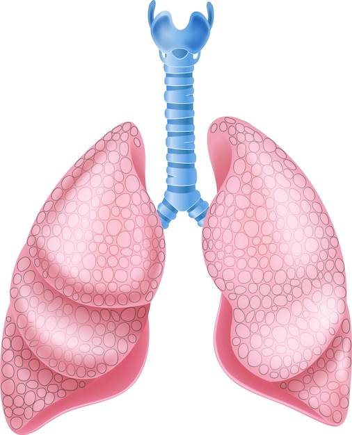 Vector ilustración de la anatomía sana de los pulmones