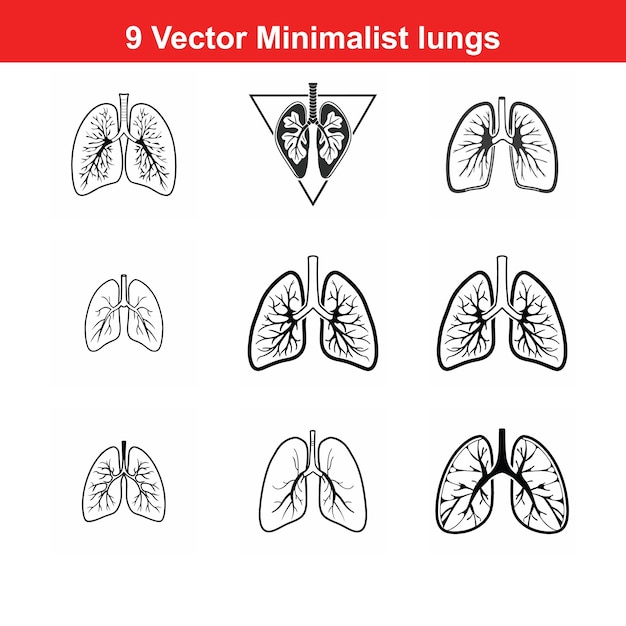 Ilustración anatómica detallada del sistema respiratorio de los pulmones humanos Perfecto para la salud médica y