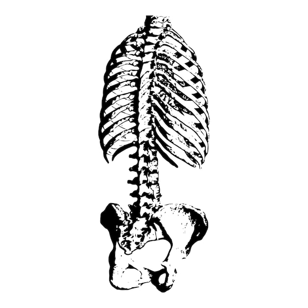 Vector ilustración anatómica detallada del vector del esternón y del tórax sobre fondo blanco