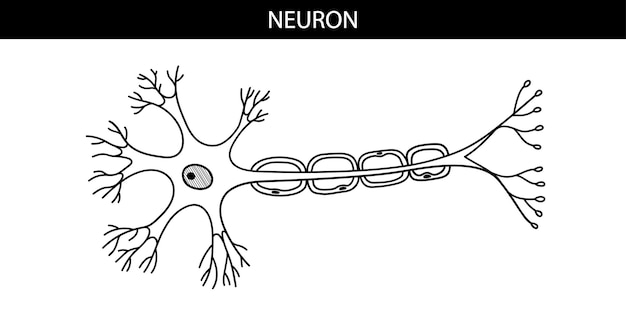 Ilustración anatómica de una neurona en estilo de dibujos animados