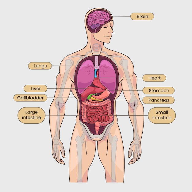 Ilustración anatómica de los órganos internos humanos