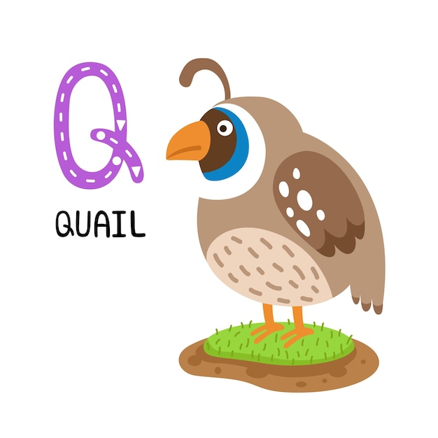 Ilustración animal aislado alfabeto letra qquail