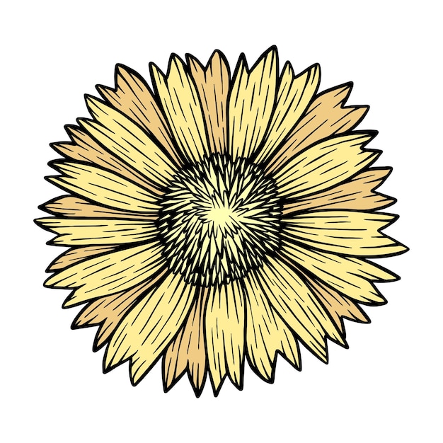 Ilustración antigua de la flor del girasol