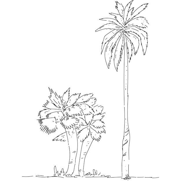 Ilustración de un árbol de coco dibujado a mano