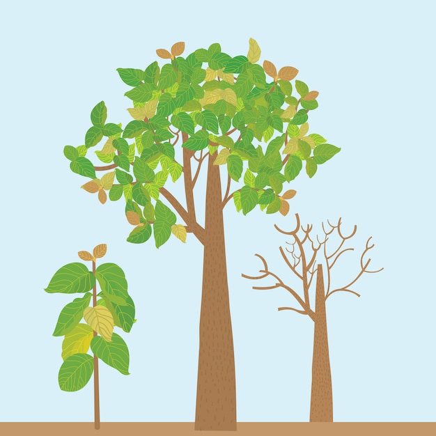 Vector ilustración de árbol de teca