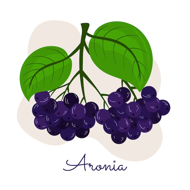 Ilustración de aronia de diseño plano