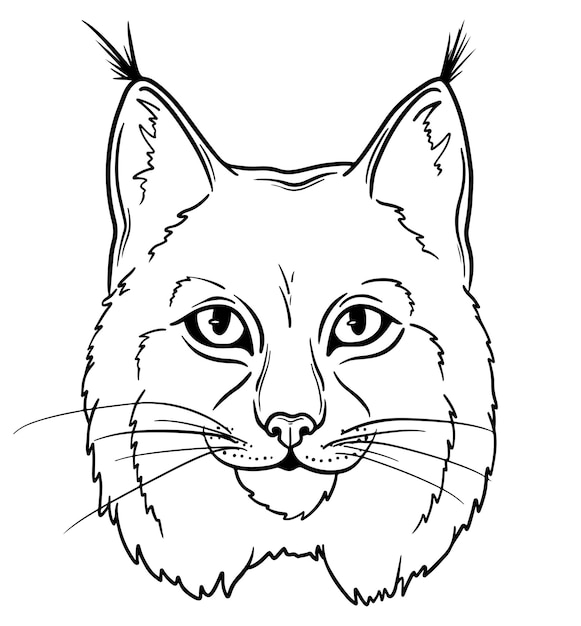 Vector ilustración de arte de línea de cara de gato salvaje de lince dibujado a mano