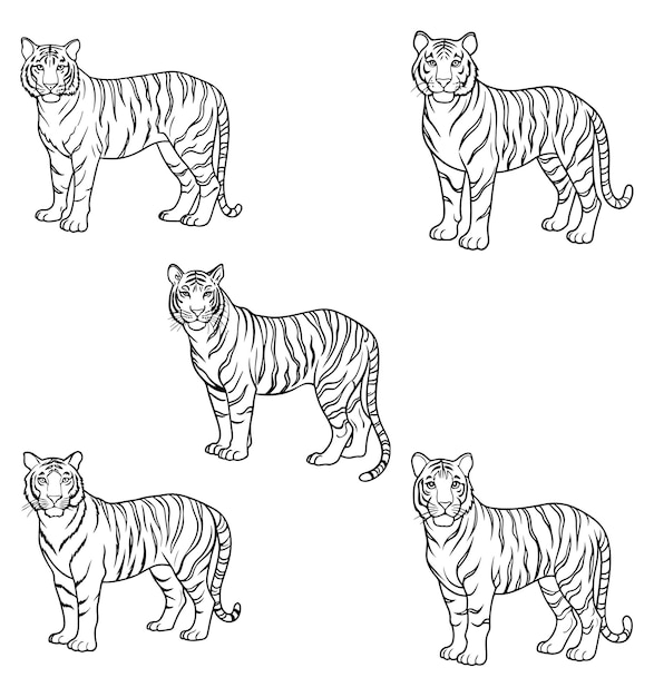 Ilustración de arte de la línea del tigre