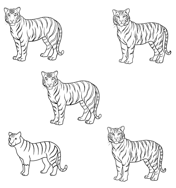 Ilustración de arte de la línea del tigre