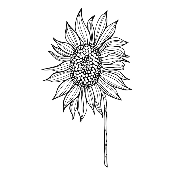 Vector ilustración de arte lineal con girasol