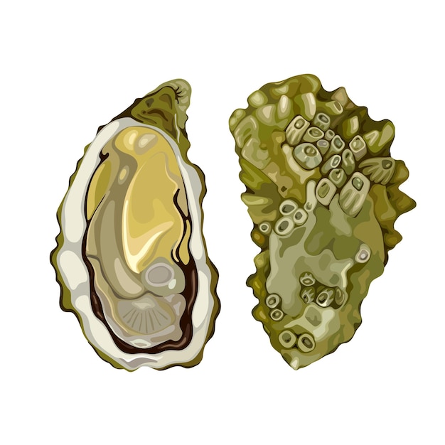 Vector ilustración de arte vectorial de comida de mar de ostras