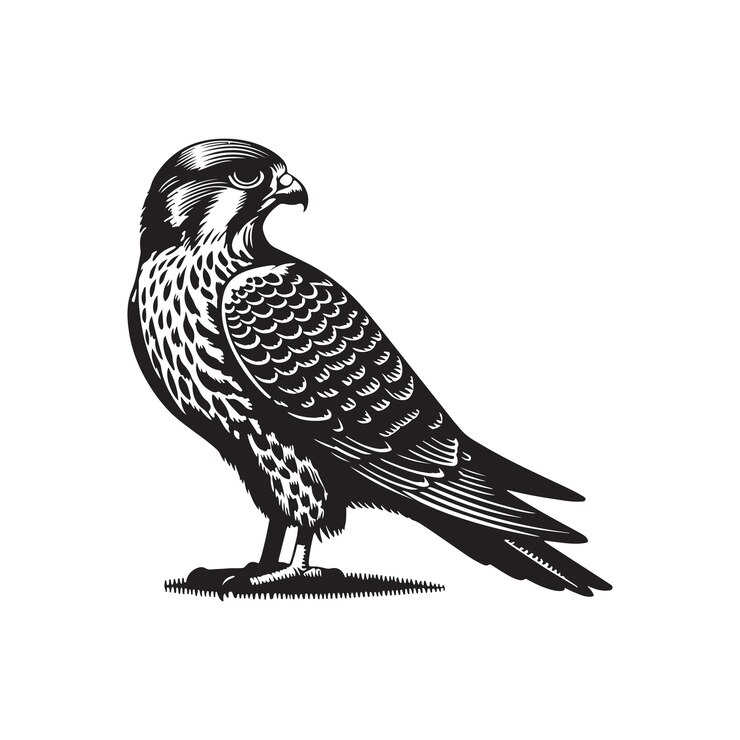 Ilustración de arte vectorial de pájaros halcón