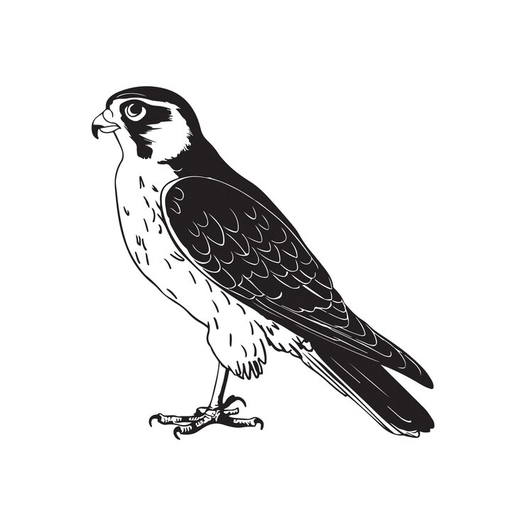 Ilustración de arte vectorial de pájaros halcón