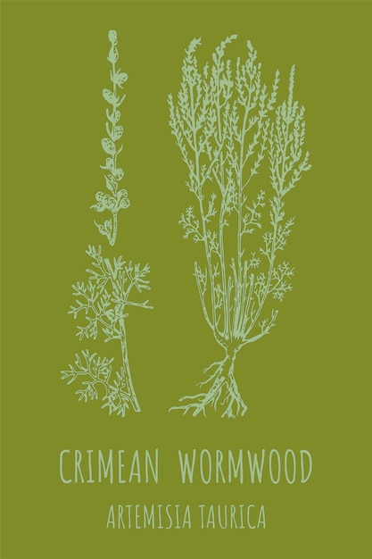 Ilustración de Artemisia taurica hojas de ramas de ajenjo y flores de ajenyo Cosméticos y plantas medicinales