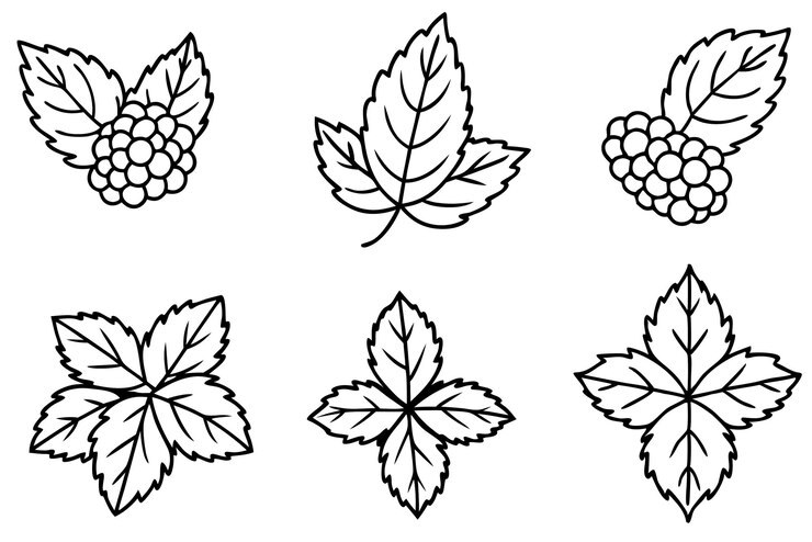Vector ilustración artística de blackberry leaf line para el diseño creativo 3