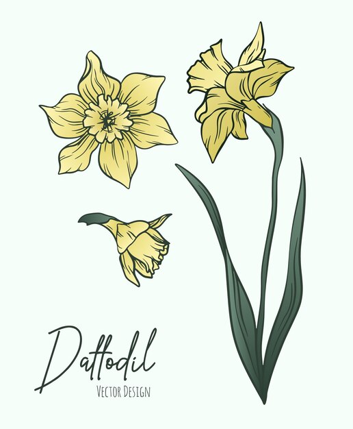 Ilustración artística botánica de las flores de narcisos o narcisos