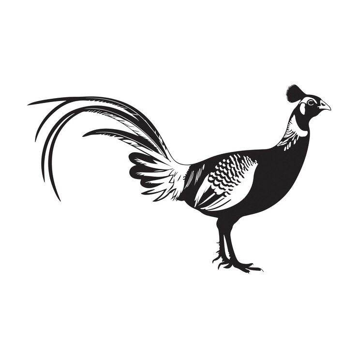 Ilustración artística vectorial del pájaro faisán