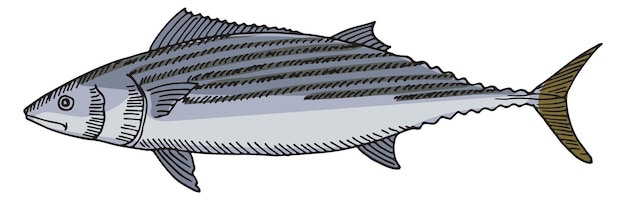 Ilustración de atún Pez marino Animal submarino dibujado a mano