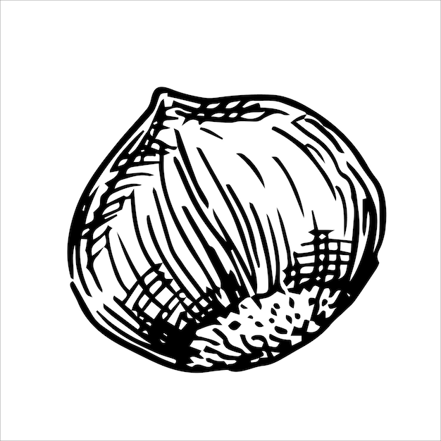 Ilustración de avellana dibujo lineal en estilo boceto