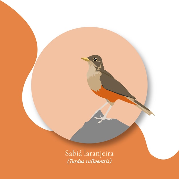 Ilustración de aves Rufousbellied zorzal Sabialaranjeira Ave nacional de Brasil