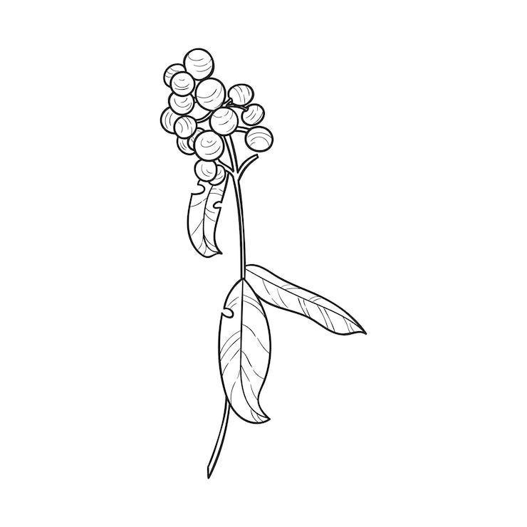 Vector ilustración de bayas botánicas vectoriales