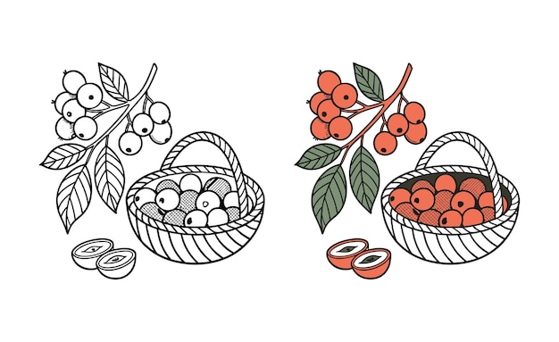 Ilustración de bayas en una canasta