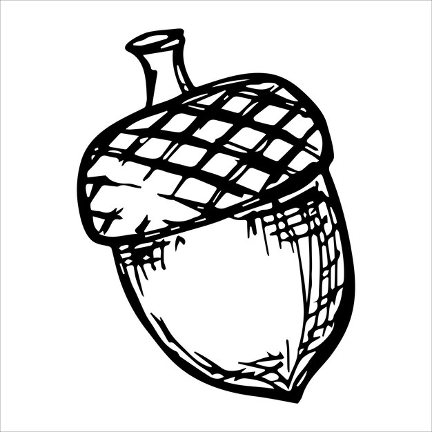 Ilustración de bellota dibujada a mano para decoración de diseño web de impresión Bosquejo de botánica de otoño