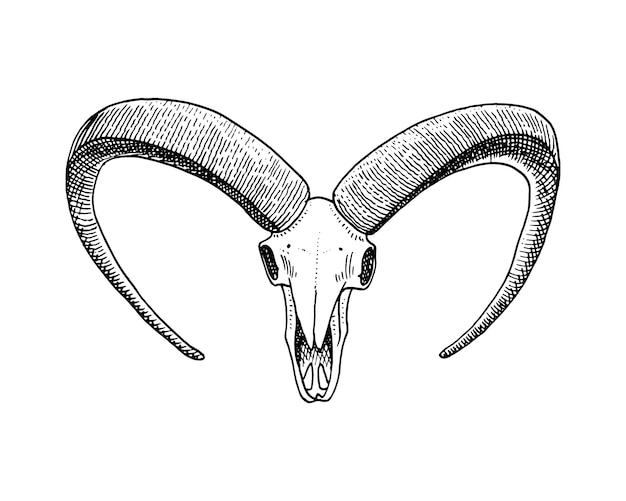 Ilustración de biología o anatomía. Grabado dibujado a mano en boceto antiguo y estilo vintage. silueta de calavera o esqueleto. cabra de montaña. Animales con cuernos.