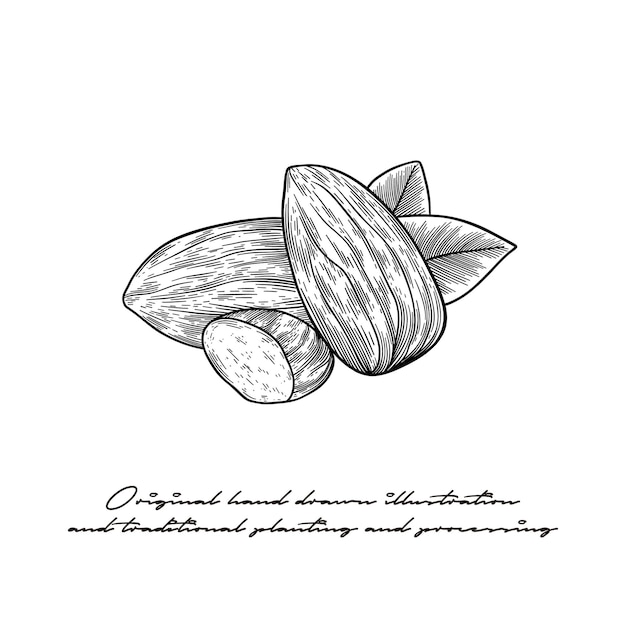 Ilustración en blanco y negro de almendras dibujada a mano