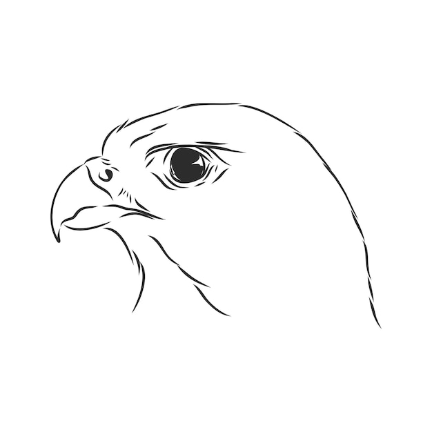 Ilustración en blanco y negro boceto de pájaro para el arte del tatuaje ilustración de esbozo de vector de pájaro falcon