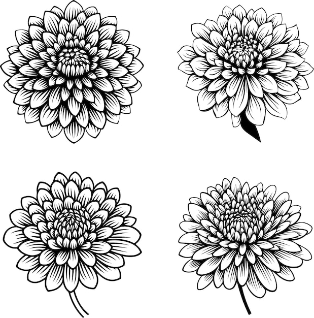 Ilustración en blanco y negro del crisantemo