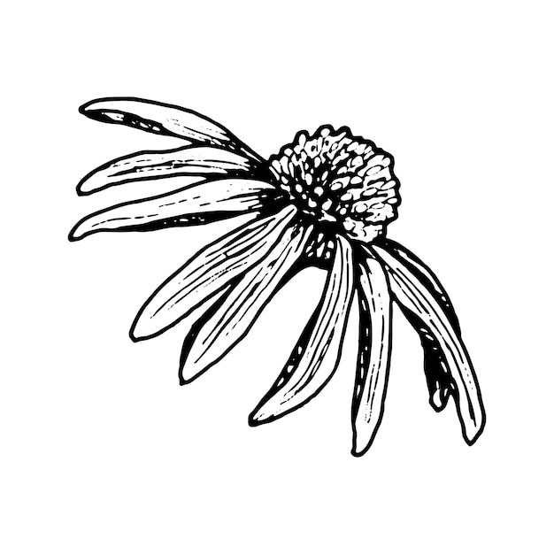 Ilustración en blanco y negro dibujada a mano de una flor de equinácea con pétalos caídos y un centro texturizado