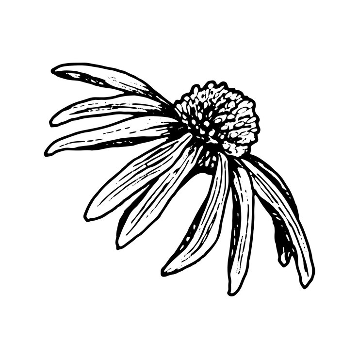 Vector ilustración en blanco y negro dibujada a mano de una flor de equinácea con pétalos caídos y un centro texturizado