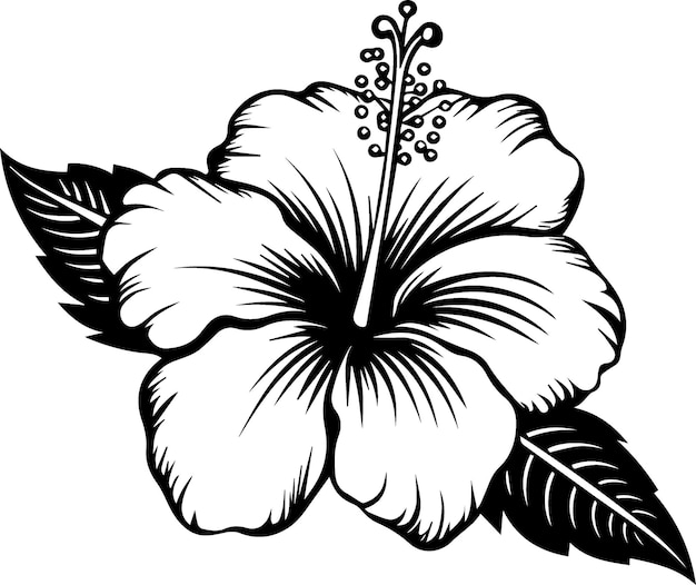 Vector ilustración en blanco y negro del hibisco