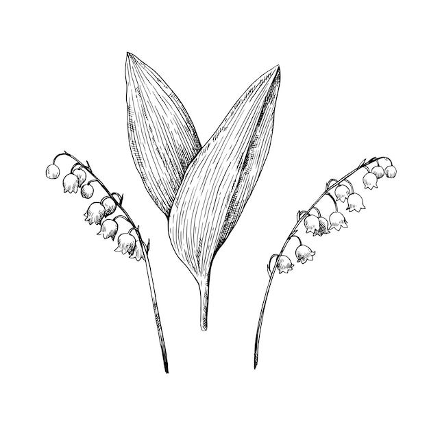 Ilustración en blanco y negro de Lily of the valley en estilo de grabado vintage