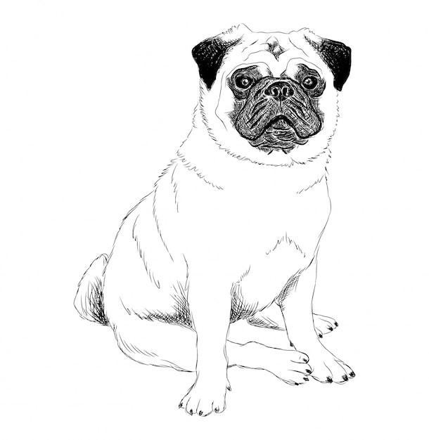 Ilustración en blanco y negro de un perro pug