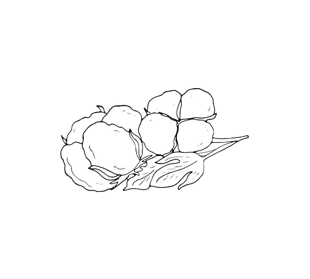 Ilustración de boceto de algodón dibujado a mano para su diseño aislado sobre fondo blanco