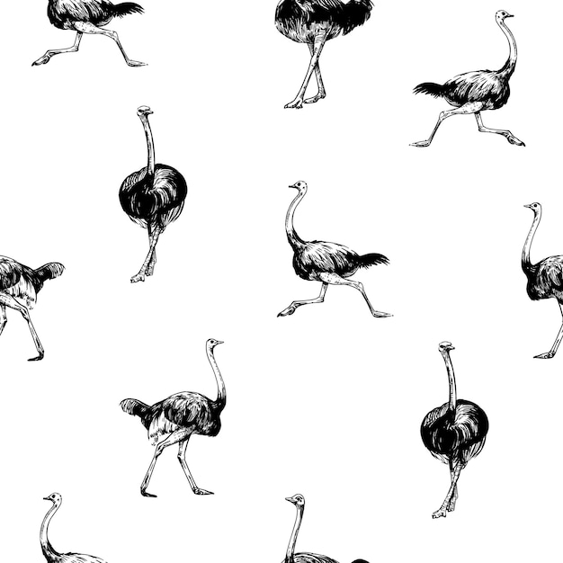 Ilustración de boceto de avestruz Diseño de patrones sin fisuras Contorno negro vectorial