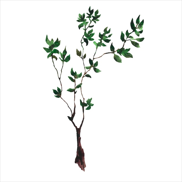 Ilustración de boceto dibujado a mano de acuarela de árbol joven con hojas de color verde oscuro aisladas en blanco