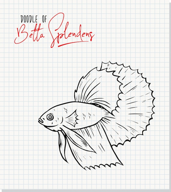 Ilustración de boceto a mano alzada de Betta splendens