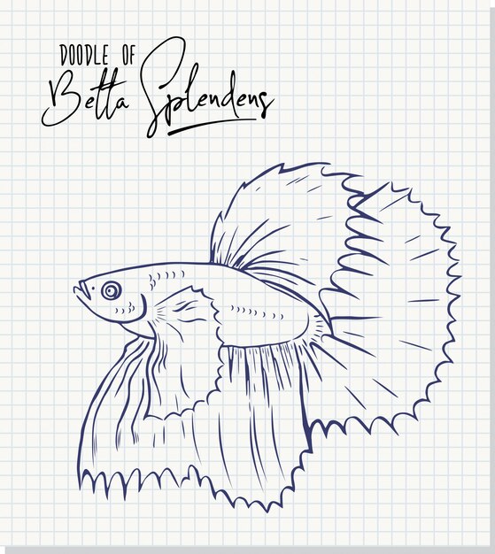 Ilustración de boceto a mano alzada de Betta splendens